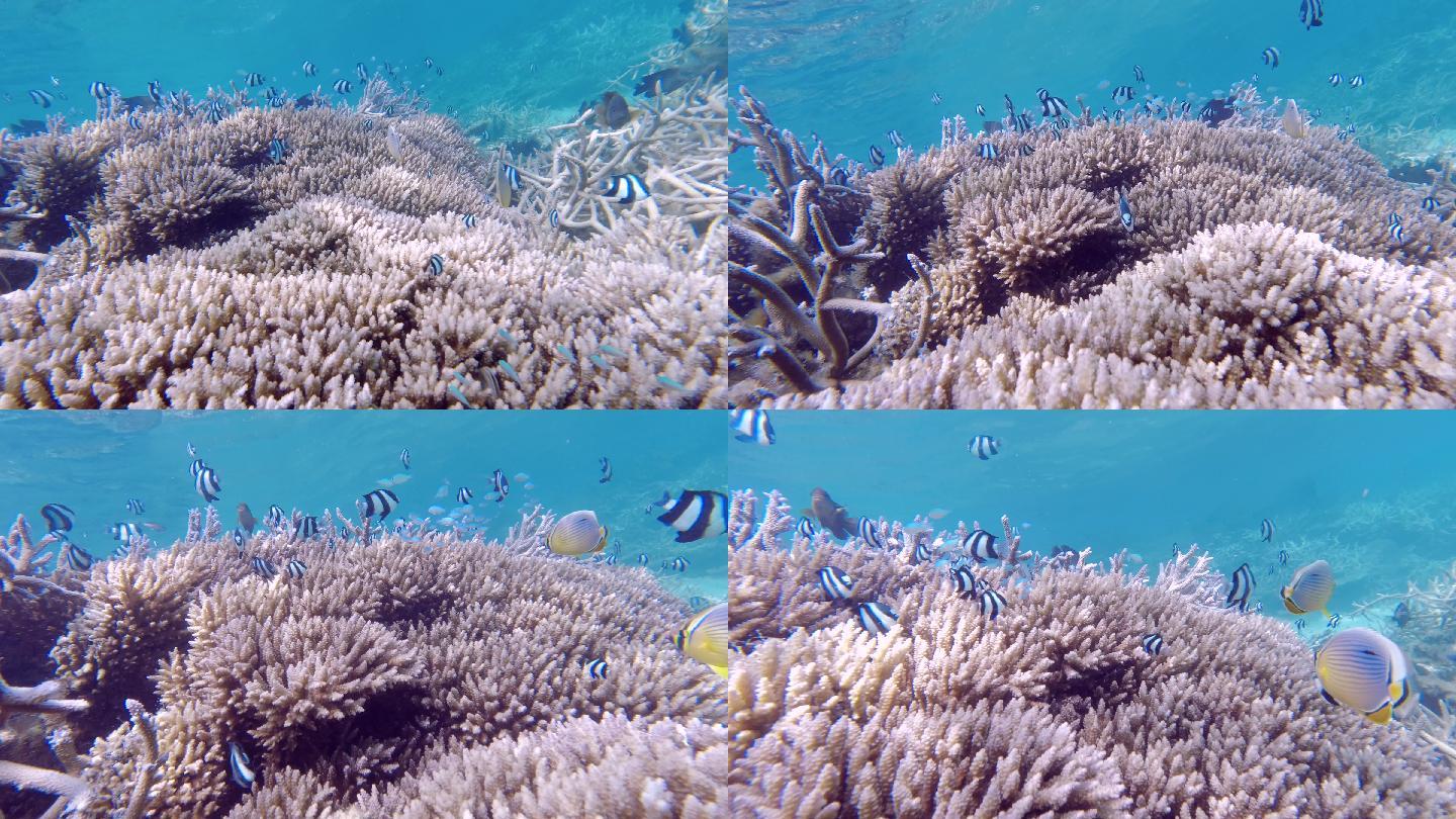 迷人的珊瑚及热带观赏鱼群的海底素材