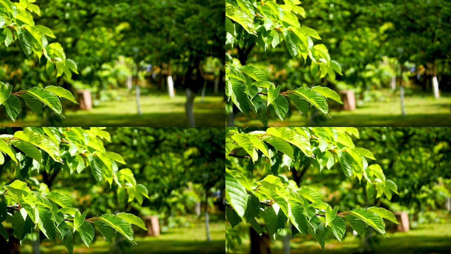 绿色公园浪漫绿叶实拍视频特写镜头