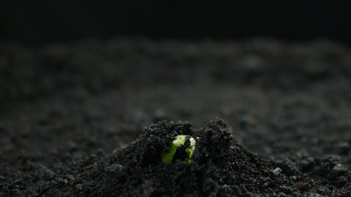 萌芽新生的植物破土而出生长延时生命力量