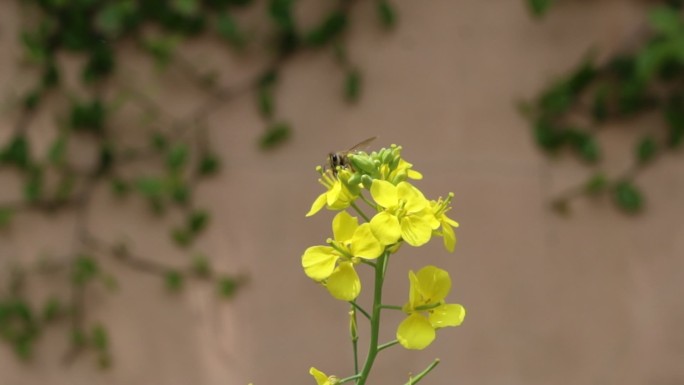 唯美空镜头 ——油菜花与蜜蜂