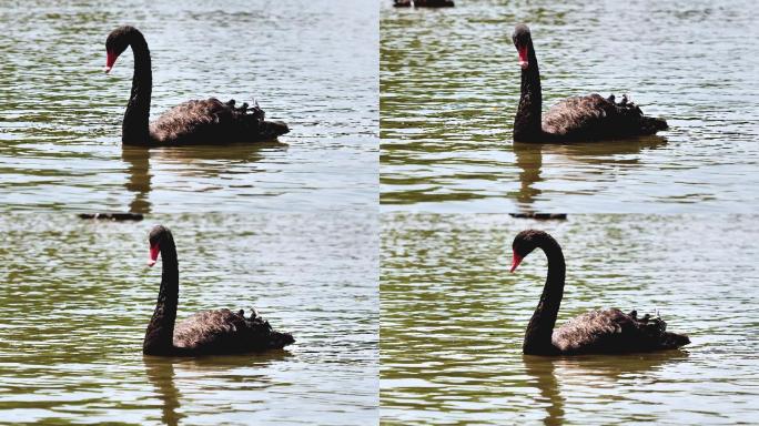 黑天鹅在湖中游泳头天鹅游泳