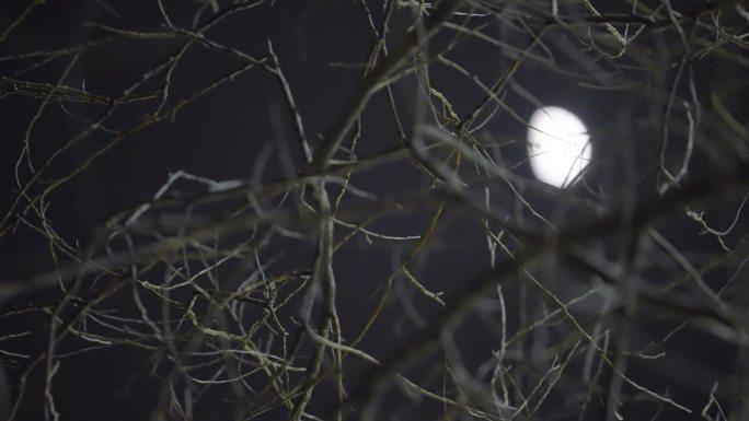 夜晚树枝 月亮
