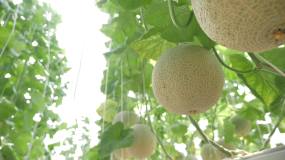 温室农场种植的哈密瓜的特写镜头视频素材