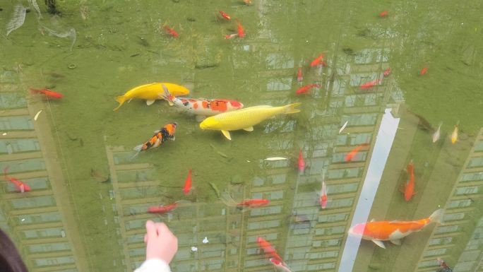 儿童池塘边喂鱼