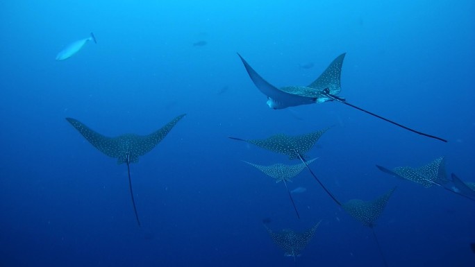 斑点鹰鳐海底生物海底世界深海