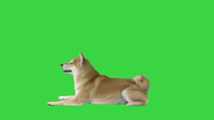 柴犬躺在绿色屏幕上