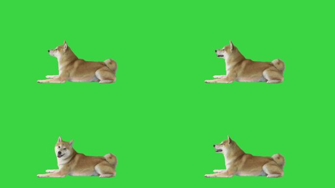 柴犬躺在绿色屏幕上