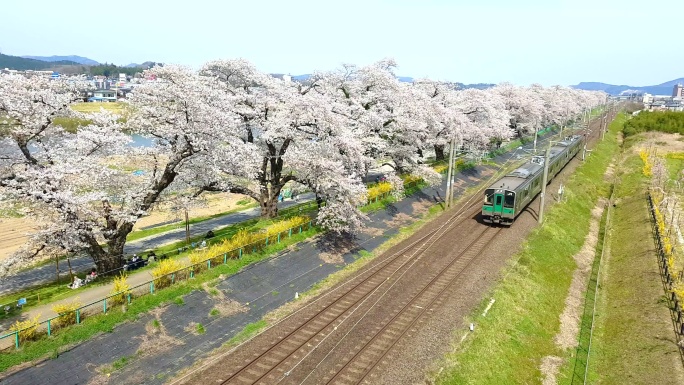 日本仙台，火车经过火车轨道上的樱花树