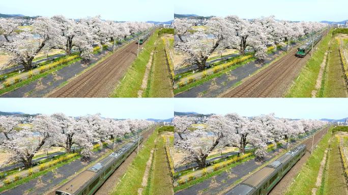 日本仙台，火车经过火车轨道上的樱花树