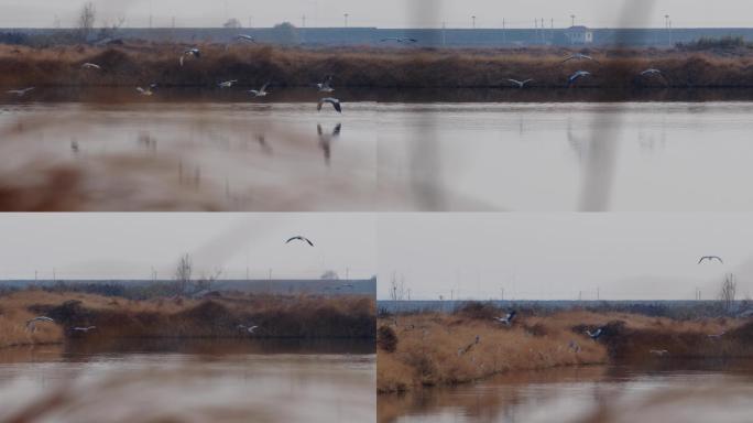 6K冬晨起飞的黑冠白颈鹭群