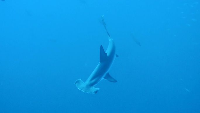 锤头鲨海底世界海洋生物三亚潜水深海热带鱼