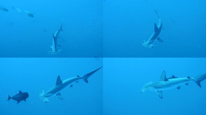 锤头鲨海底世界海洋生物三亚潜水深海热带鱼