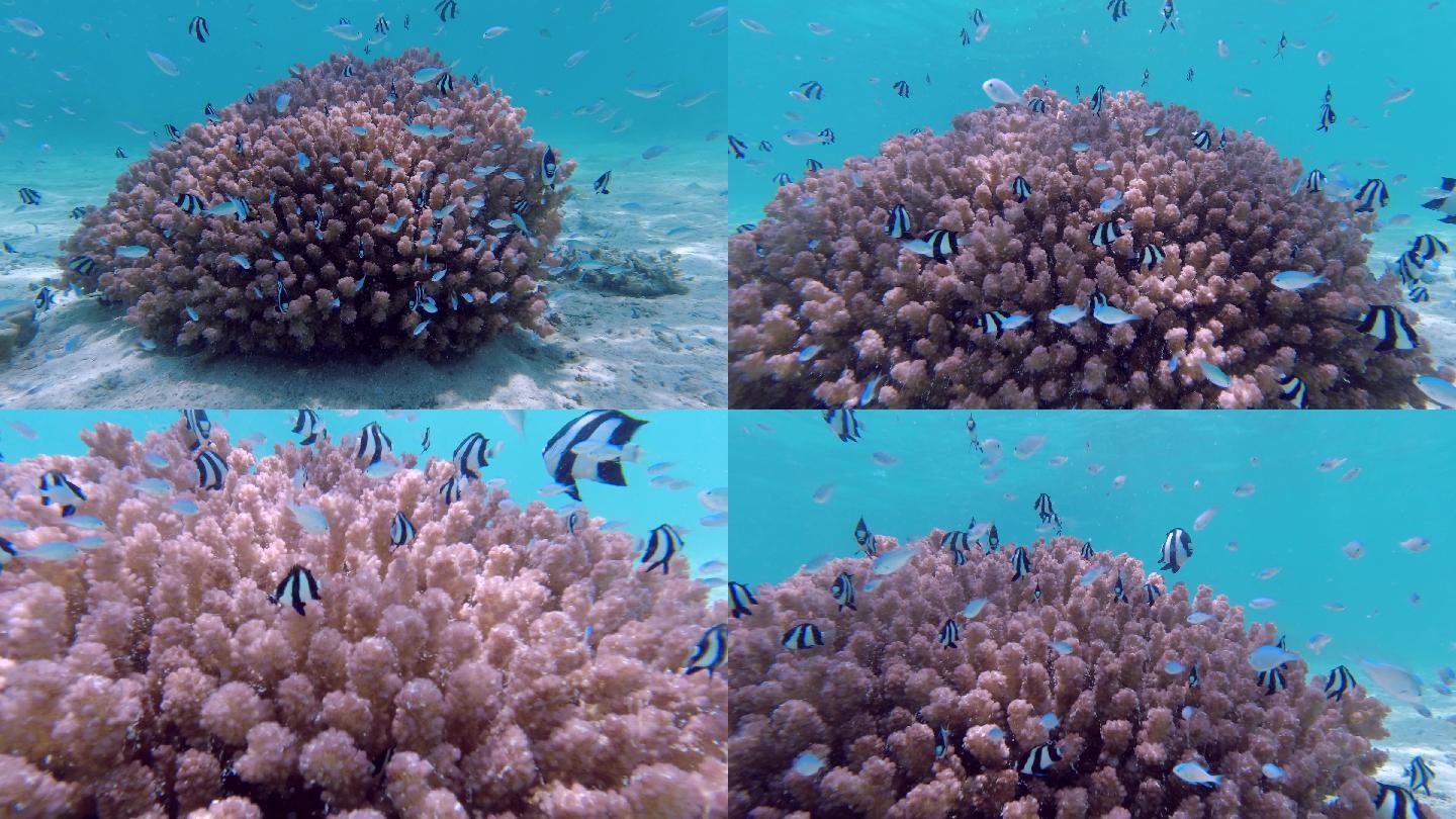 迷人的珊瑚及热带鱼群的海洋素材