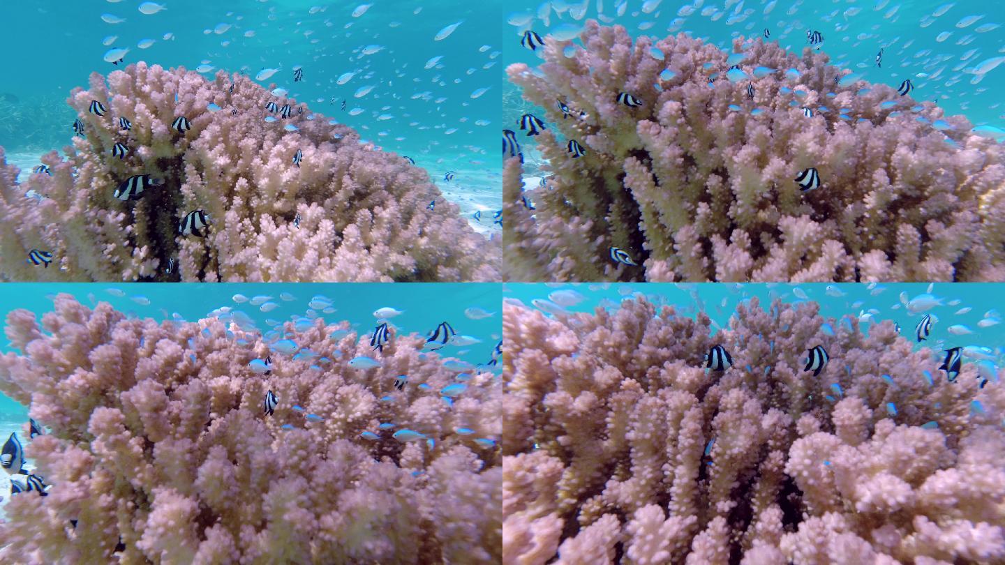 迷人的珊瑚及热带鱼群的特写素材