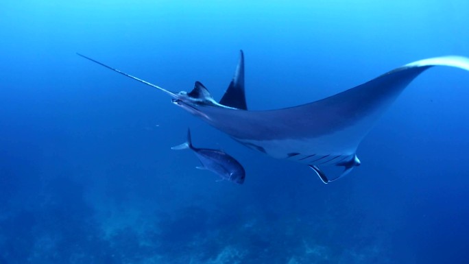 蝠鲼在深海里游泳深海大海物种种类