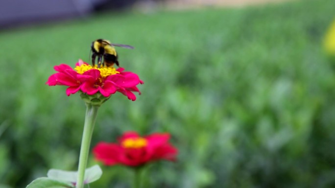 蜜蜂蝴蝶金甲虫采蜜采花