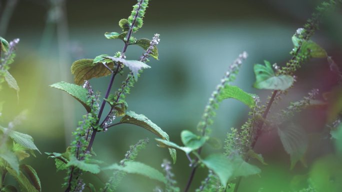 绿植鲜花实拍