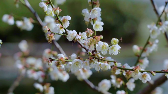 梅花香自苦寒来-唯美的鲜花朵朵（大景深）