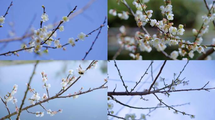 梅花香自苦寒来-唯美的鲜花朵朵（大景深）