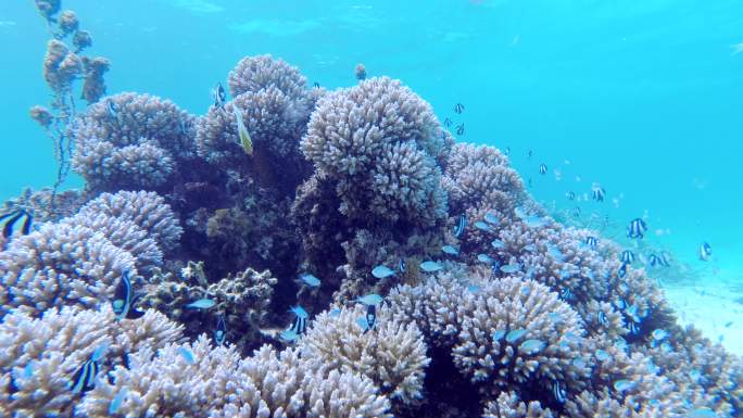 迷人的珊瑚及热带海洋鱼群的海底素材