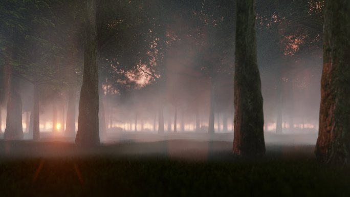 在日落下穿越浓雾笼罩的森林