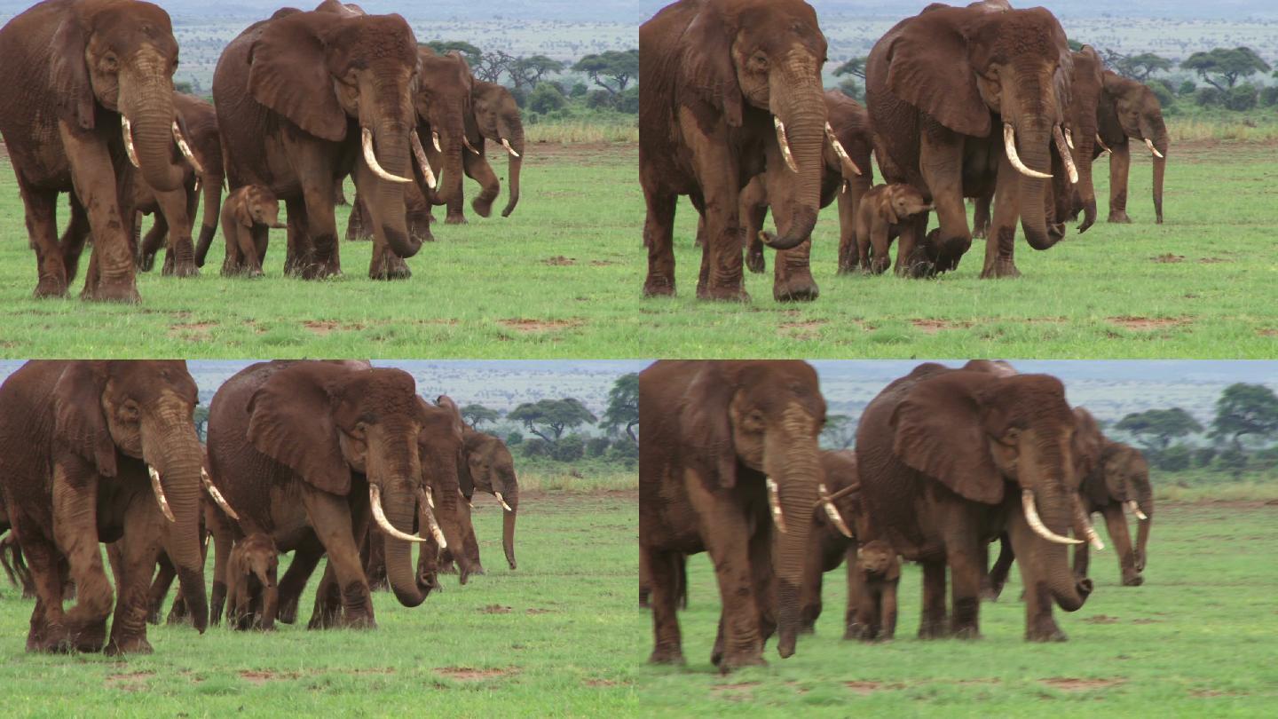 一大群大象象群迁徙非洲象动物保护
