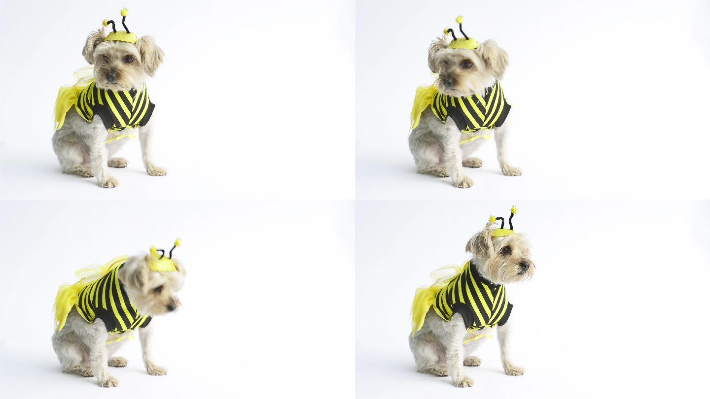 蜜蜂服装约克萌宠拍摄写真