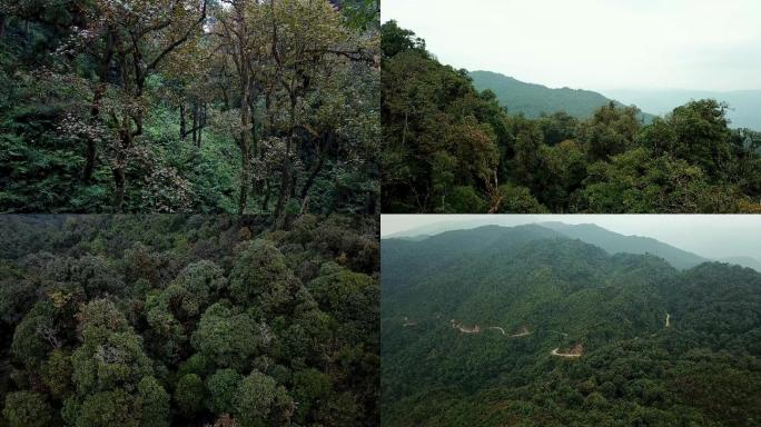 原始森林4K航拍（合集）