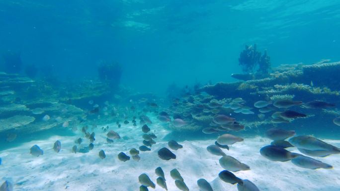 海底珊瑚珊瑚石各种鱼群-海底世界