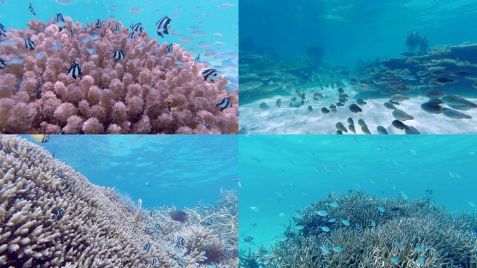 海底珊瑚珊瑚石各种鱼群-海底世界