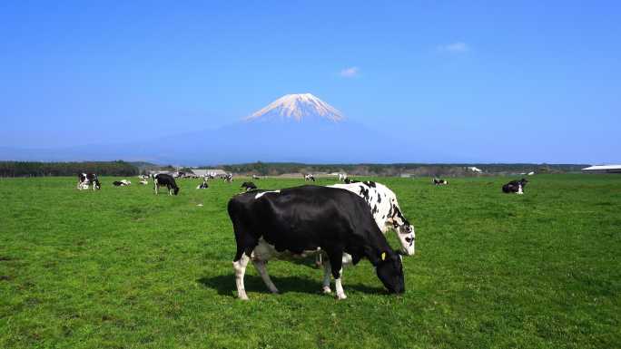 绿色草地上的奶牛。