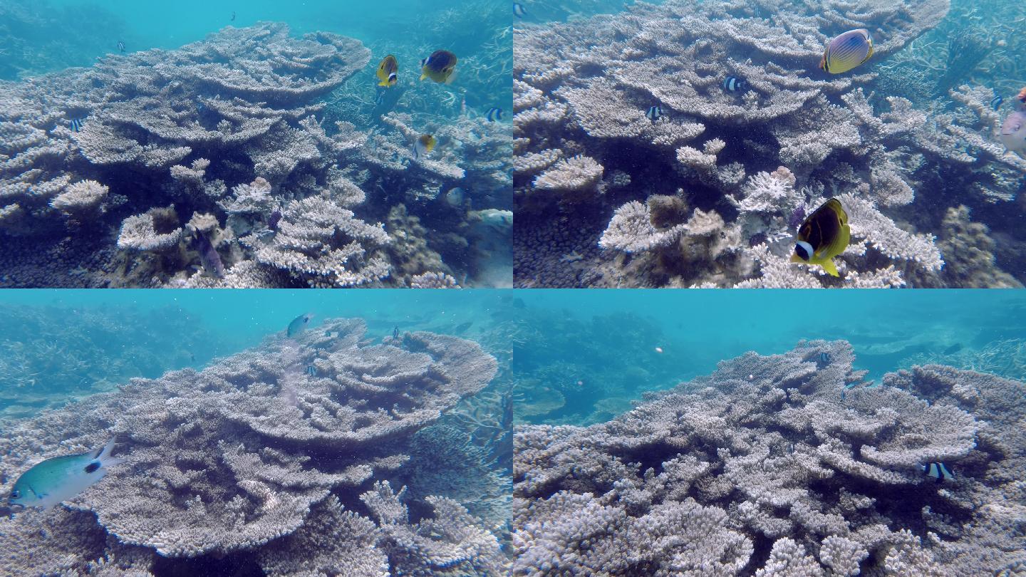 迷人的珊瑚及热带海洋鱼群的海底素材