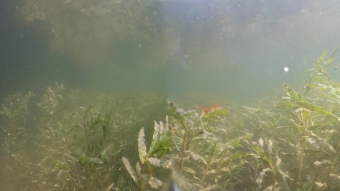 放生 鱼苗 鲤鱼 潜水 水底 水草