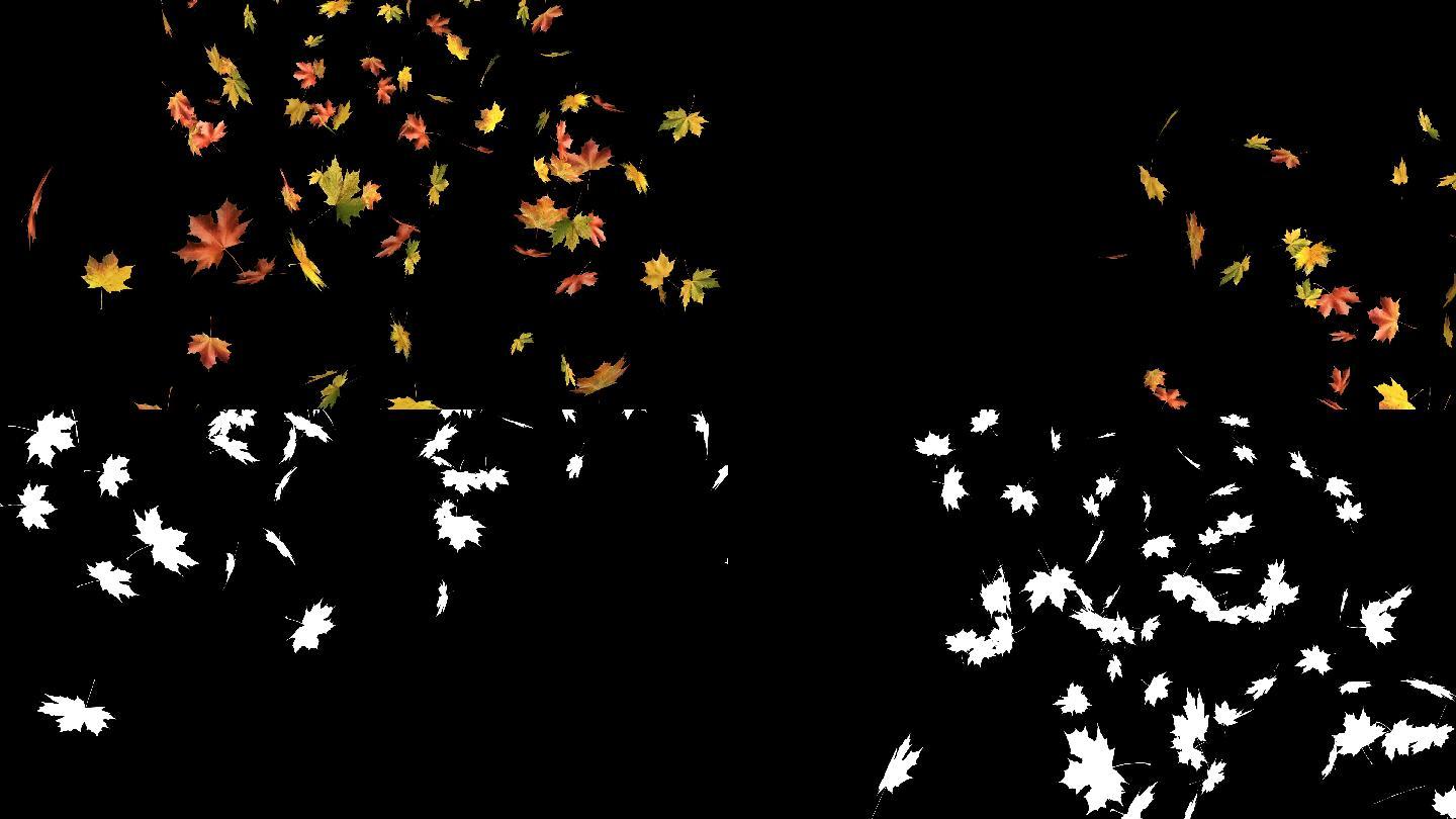 秋天的枫叶落在黑色的背景上。