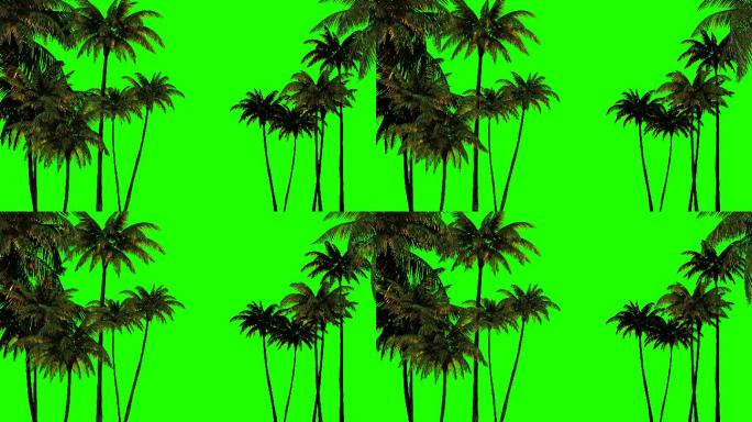绿色屏幕上的棕榈树