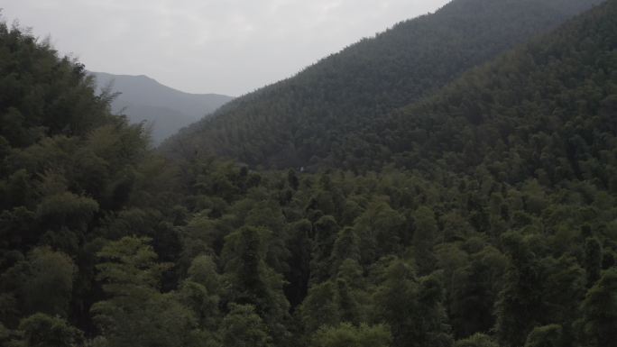 南山竹海 竹林 前景