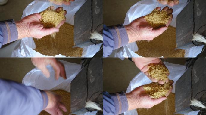 这位老农在面粉厂检查磨碎的小麦。