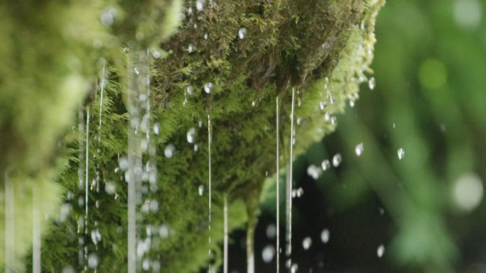 苔藓中滴水自然草地泥炭藓地衣生长茂盛