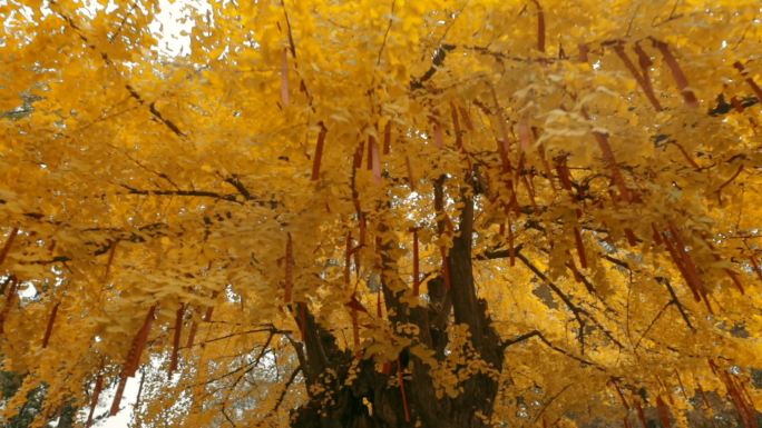 成都银杏 百花潭千年银杏7