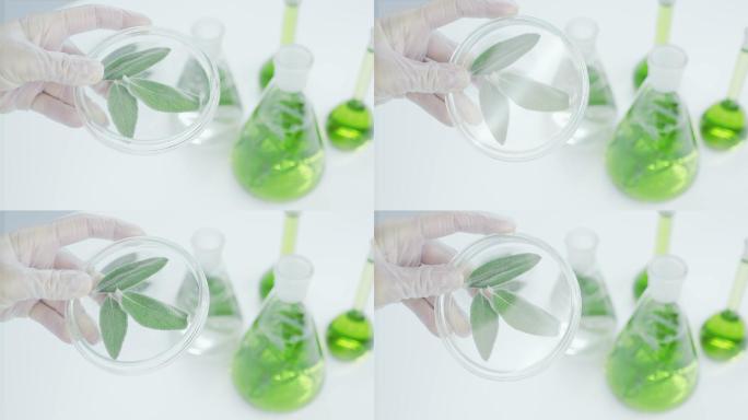 培养皿中的绿叶科研实验室绿植