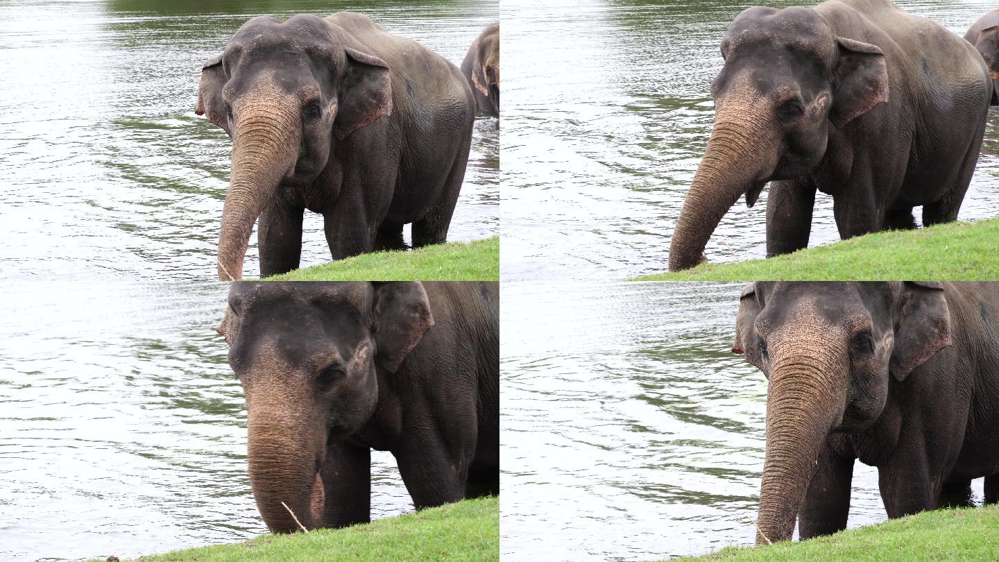 大象喷水大象喝水洗澡