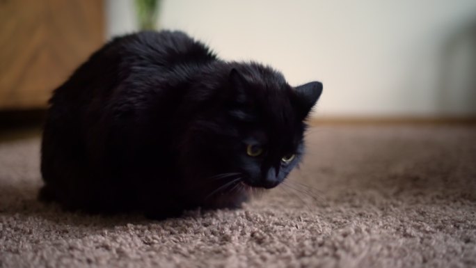 黑猫宠物猫地毯上的小猫动物过敏原