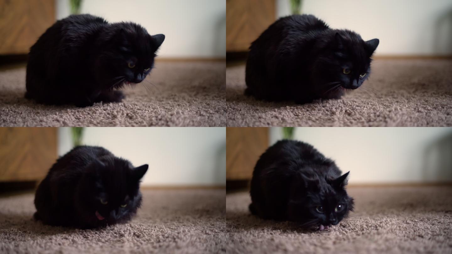 黑猫宠物猫地毯上的小猫动物过敏原