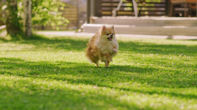 超级可爱的狗在夏季绿色草坪上奔跑。