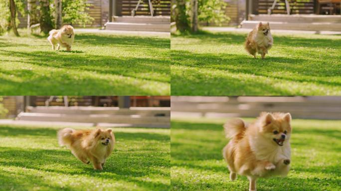 超级可爱的狗在夏季绿色草坪上奔跑。