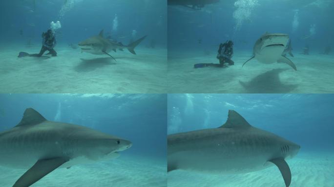 巴哈马鲨鱼潜水礁鲨锤头鲨自然之美
