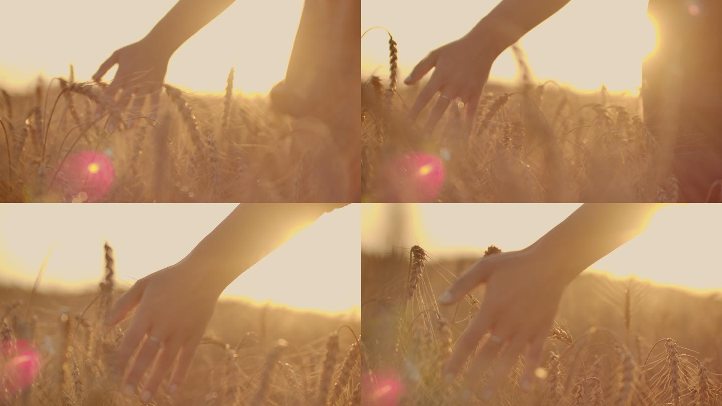 日落时分，一位女农民正穿过麦田