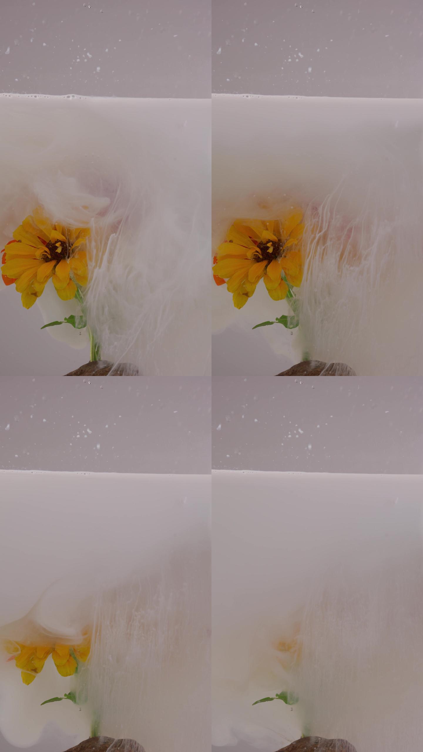 白色雾感滴落水中花朵散开4K竖版60帧