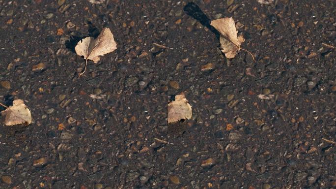 小小的干树叶躺在柏油路上，微风吹散