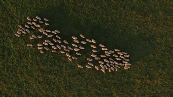 围场里的绵羊航拍羊群放羊牧羊